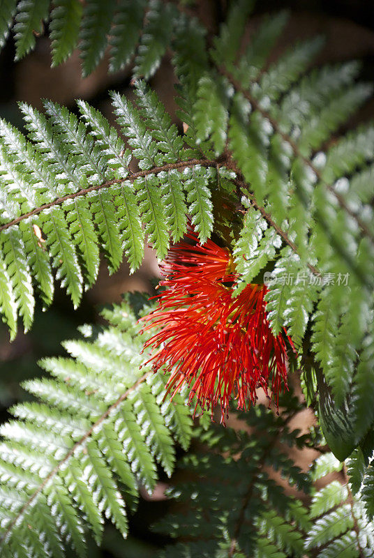 南阿塔(umbellata Metrosideros)和Ferns